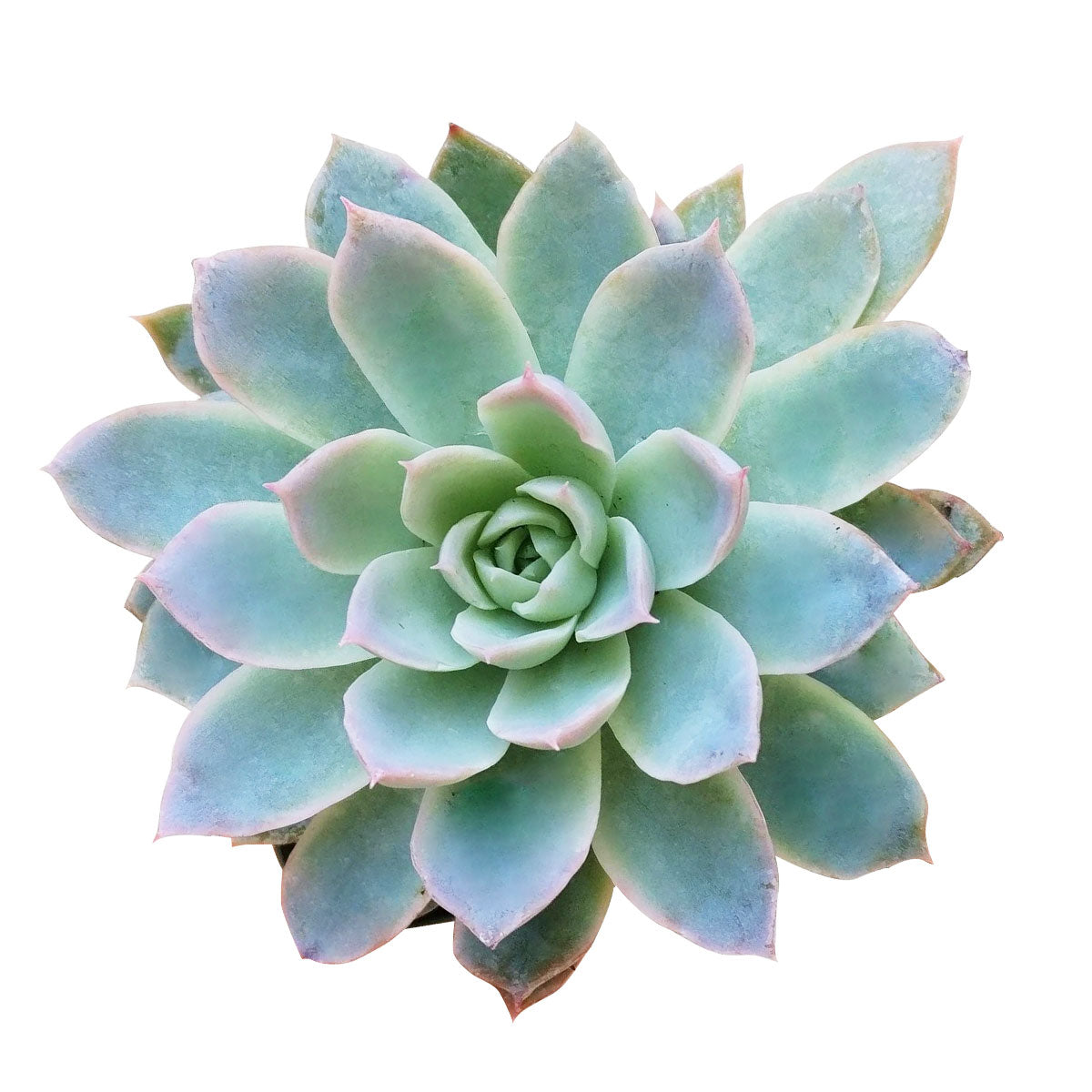 Echeveria Violet Queen