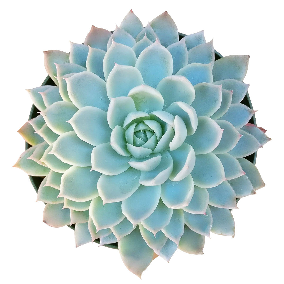 Echeveria Violet Queen