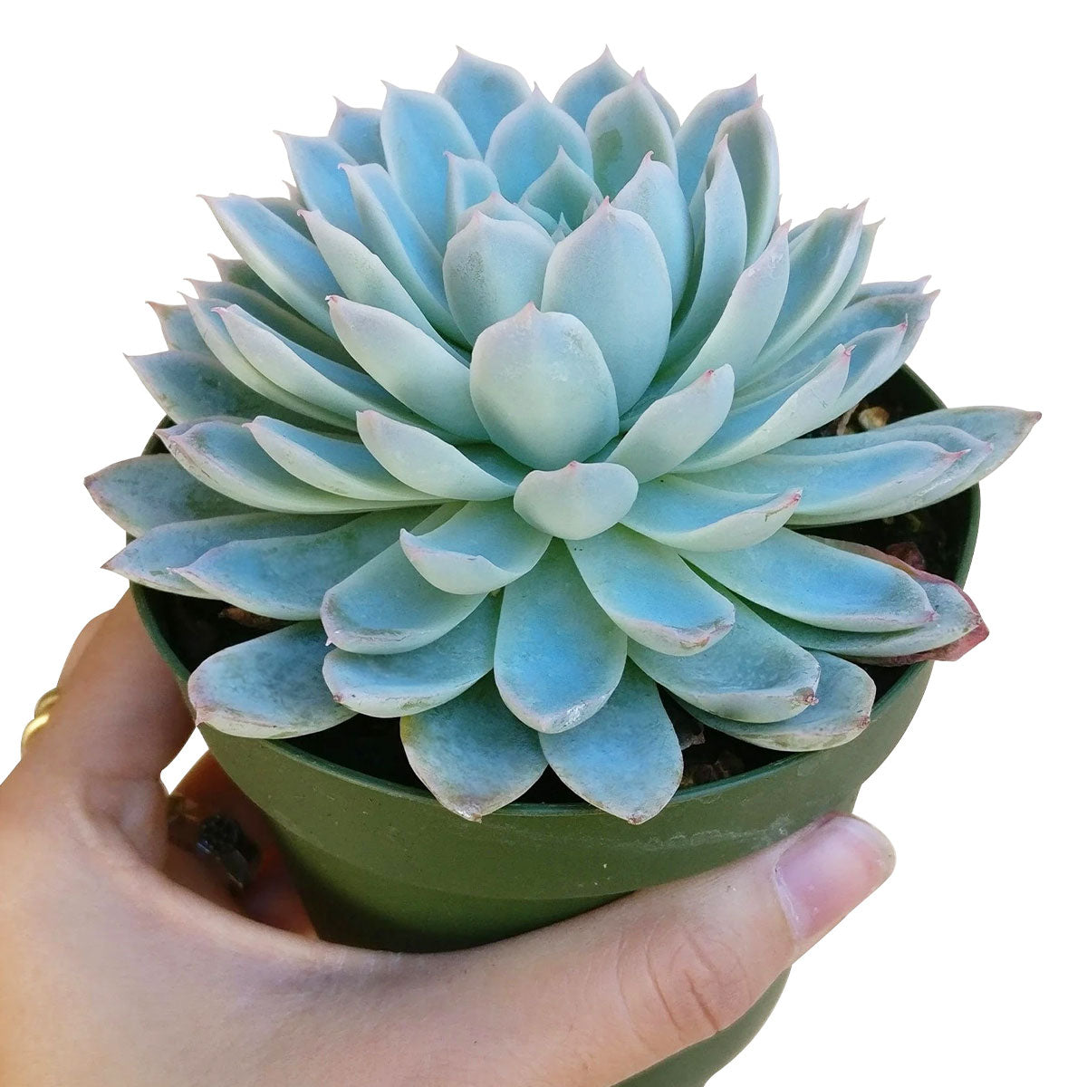 Echeveria Violet Queen