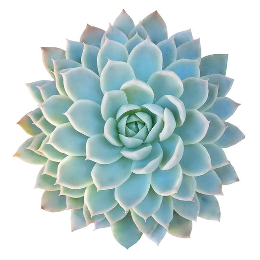 Echeveria Violet Queen