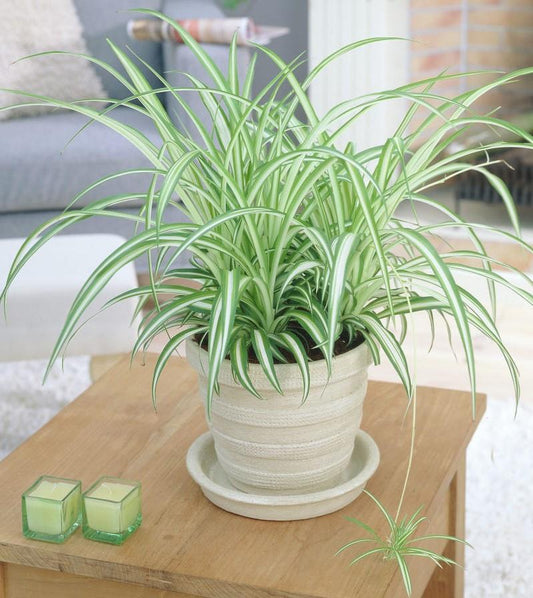 Spider Plant - Variegated