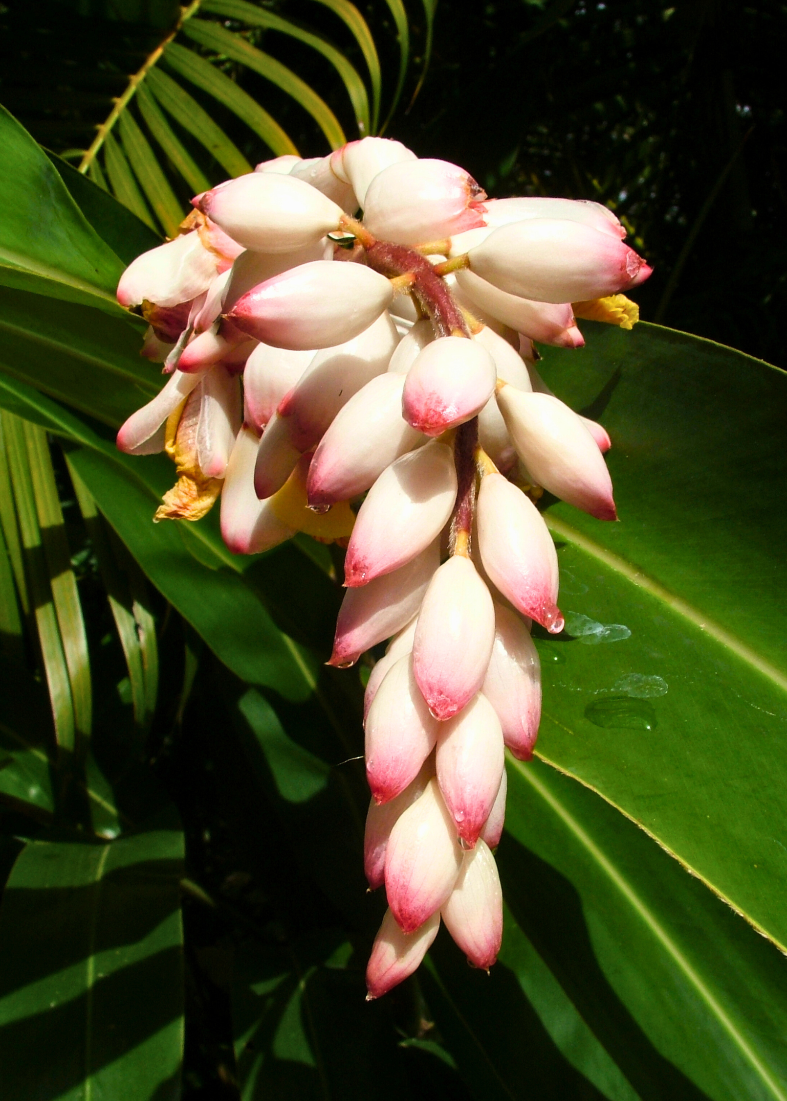 Large Shell Ginger Variegated Shell Ginger (Alpinia zerumbet) – Lovehopegrow
