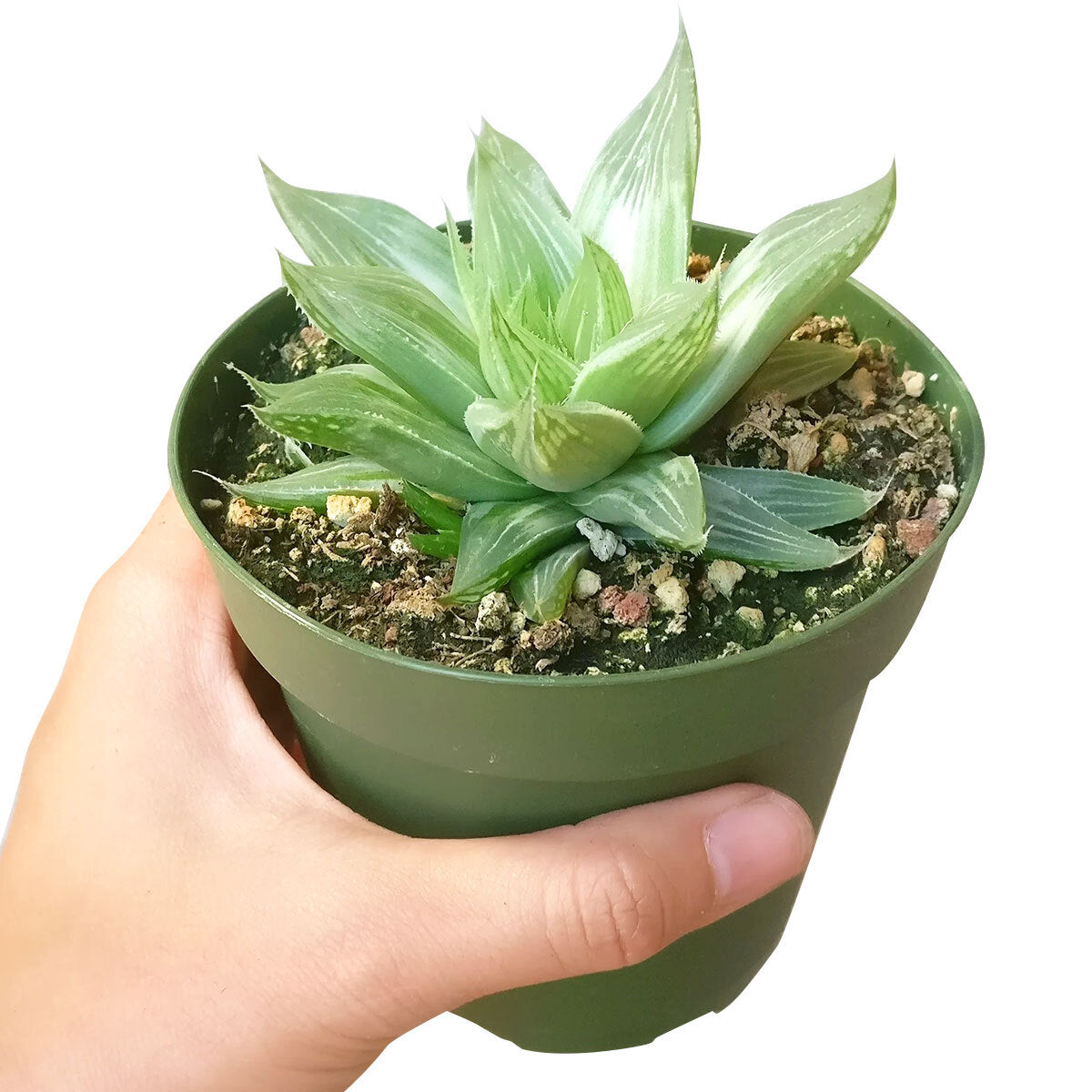 Haworthia White Ghost