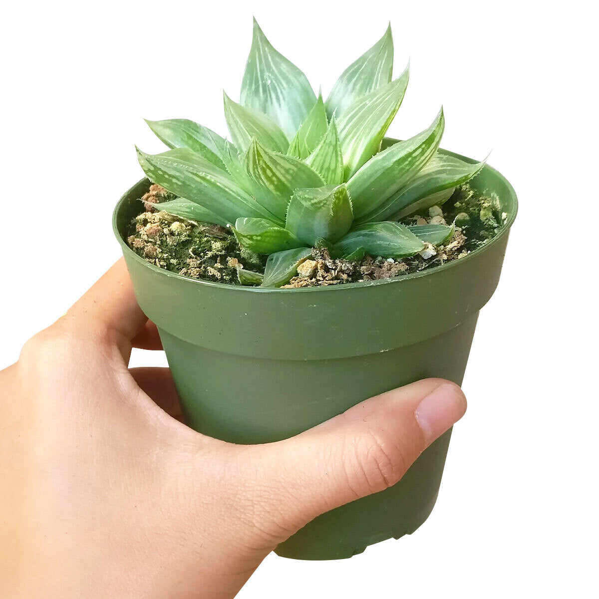 Haworthia White Ghost