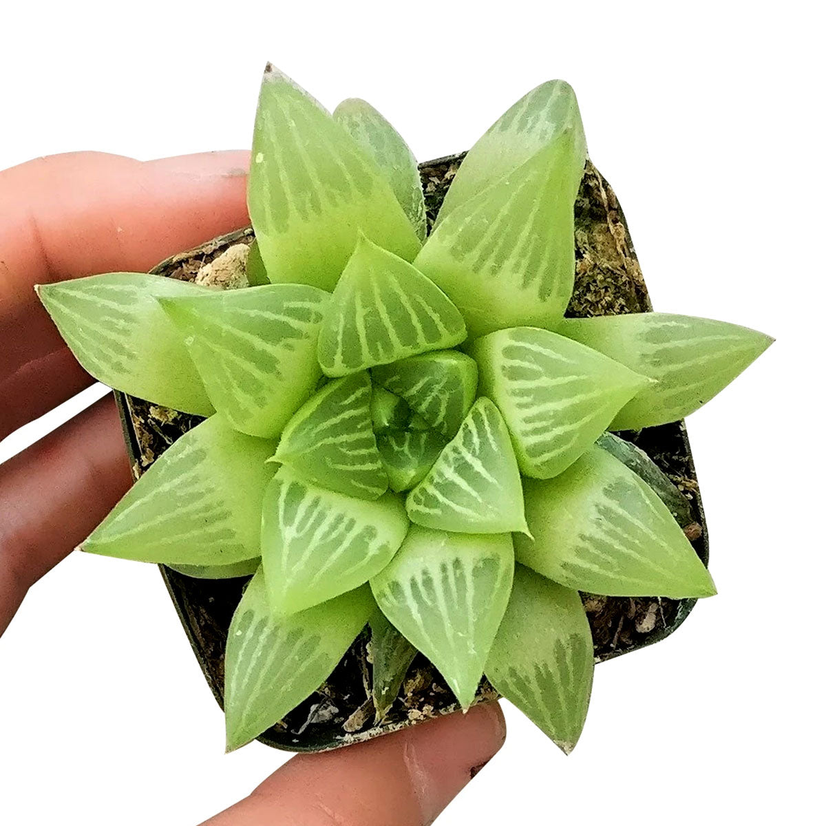 Window Haworthia Succulent