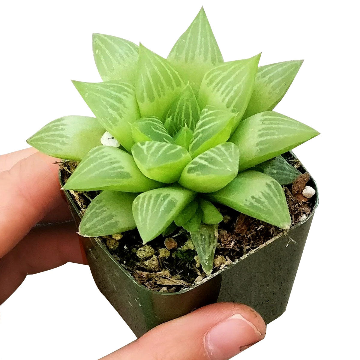 Window Haworthia Succulent