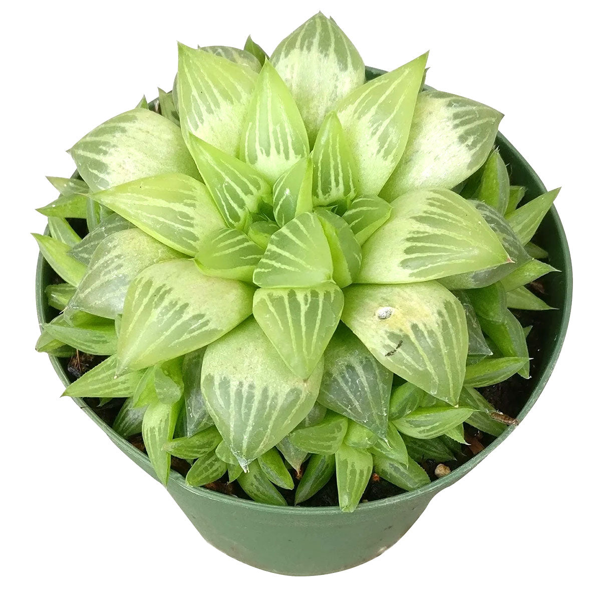 Window Haworthia Succulent