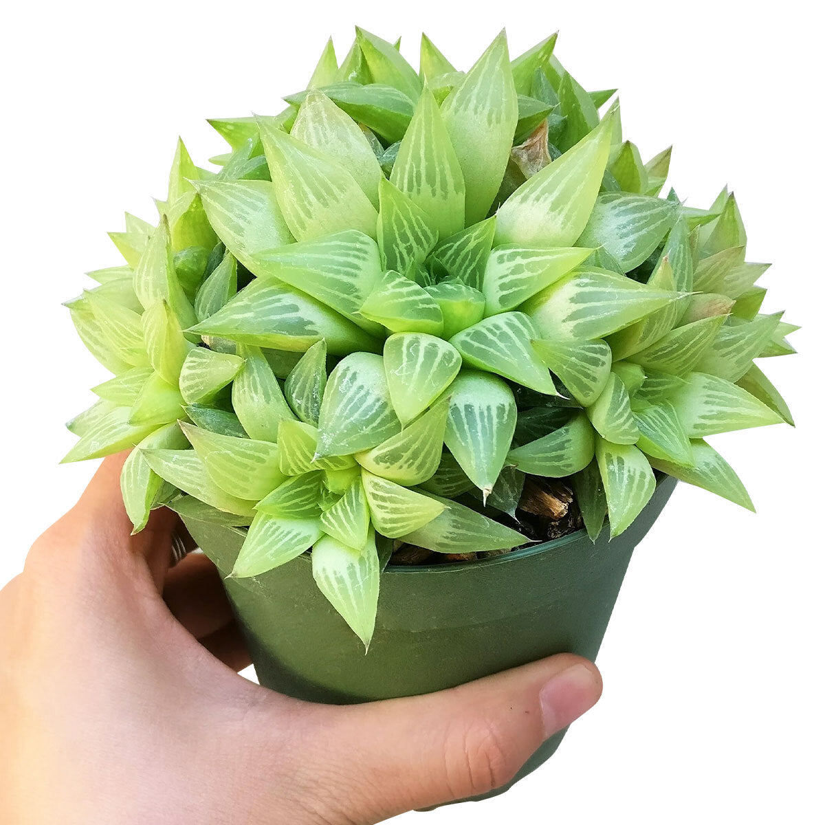 Window Haworthia Succulent