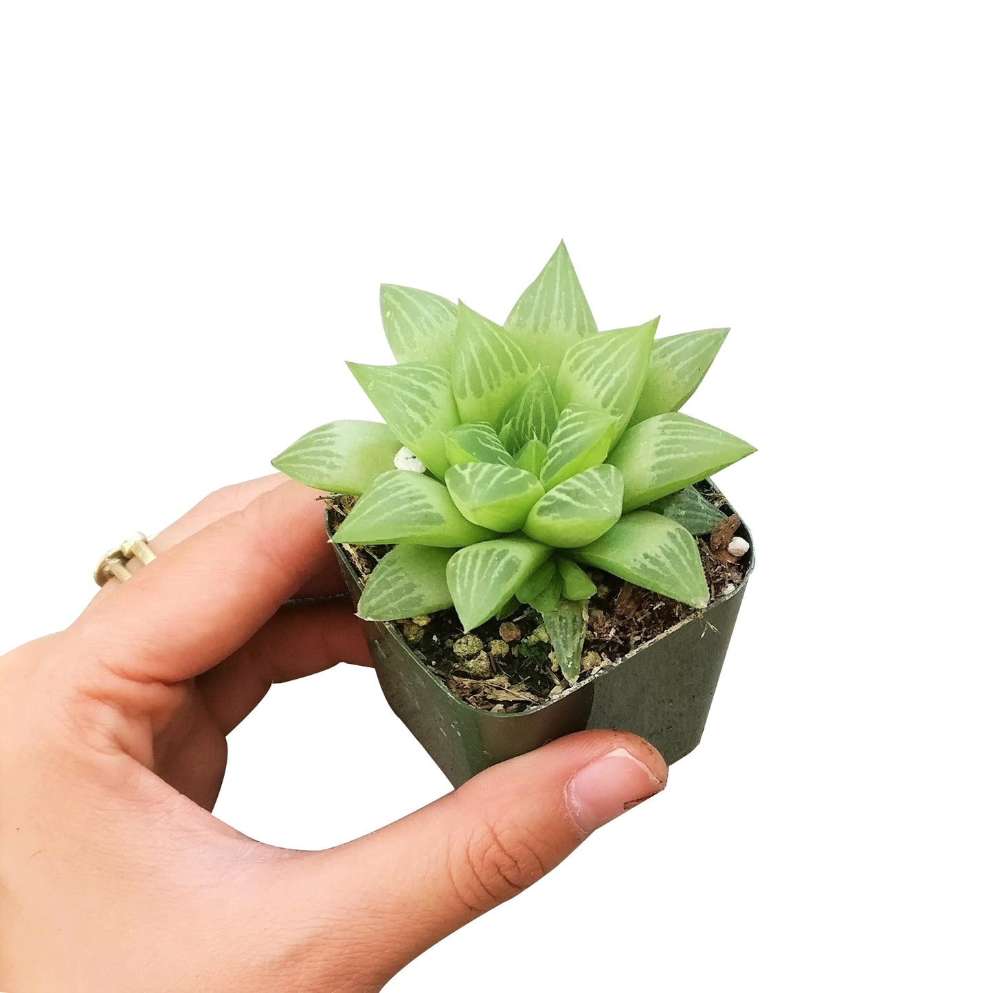 Window Haworthia Succulent