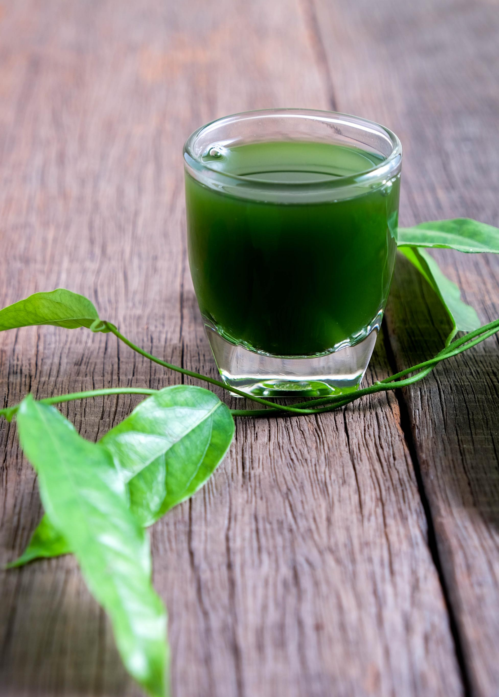 Yanang, Grass Jelly Vine (Tiliacora triandra) – Lovehopegrow