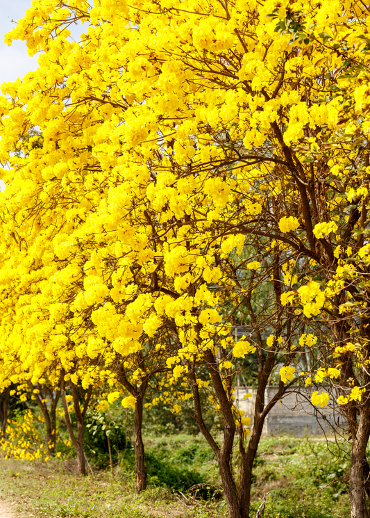 Yellow Tabebuia (Tabebuia spp.)