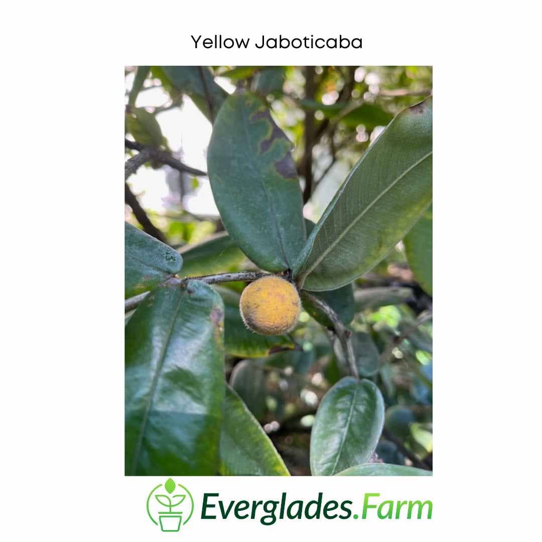 Yellow Jaboticaba Tree
