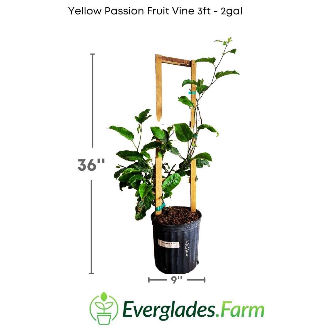 Yellow Passion Fruit Vine, Maracuya Amarillo for sale from Florida