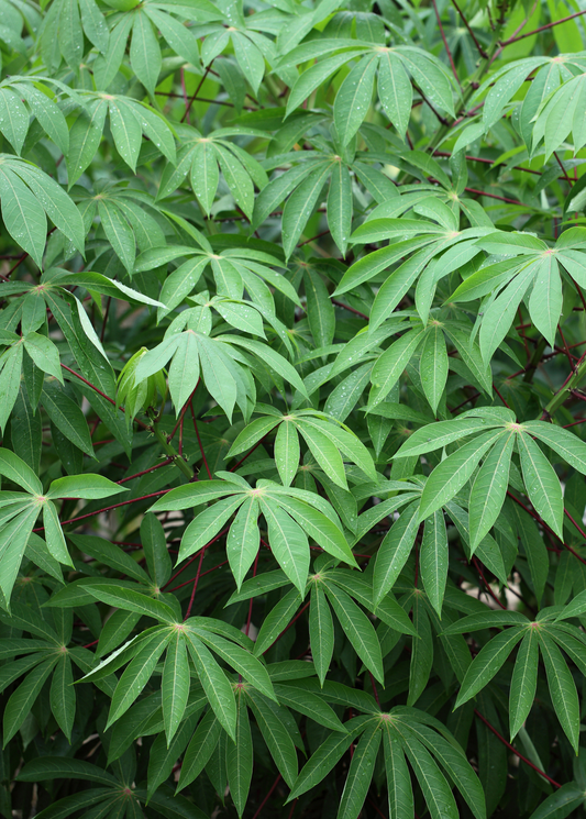 Yuca Root (Manihot esculenta)