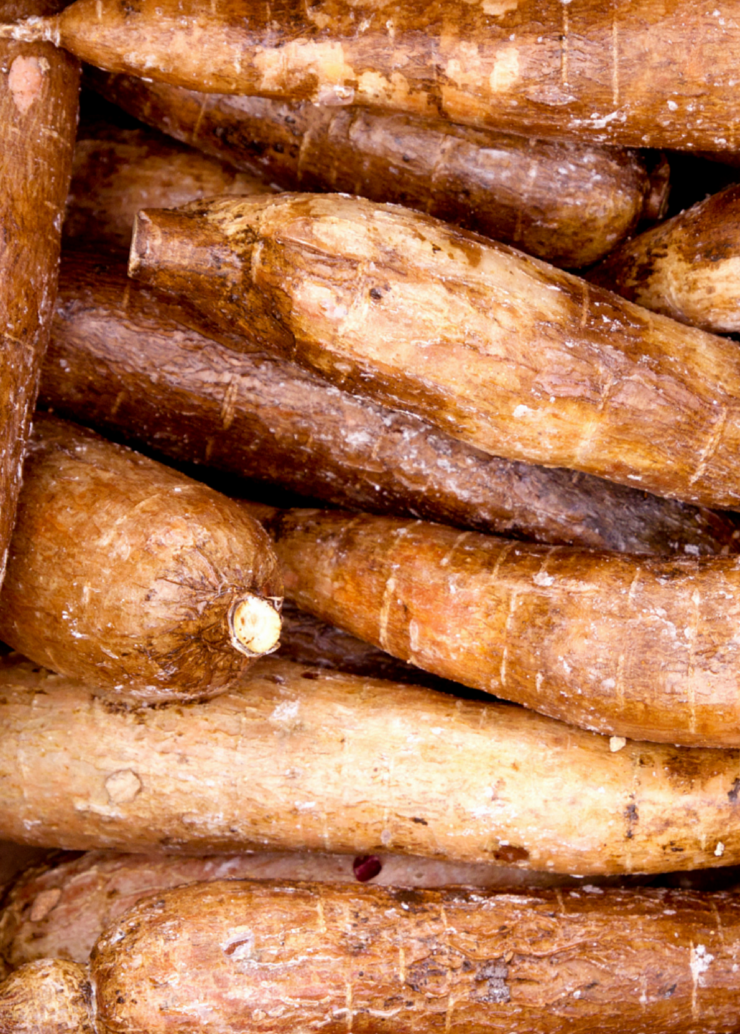 Yuca Root (Manihot esculenta)
