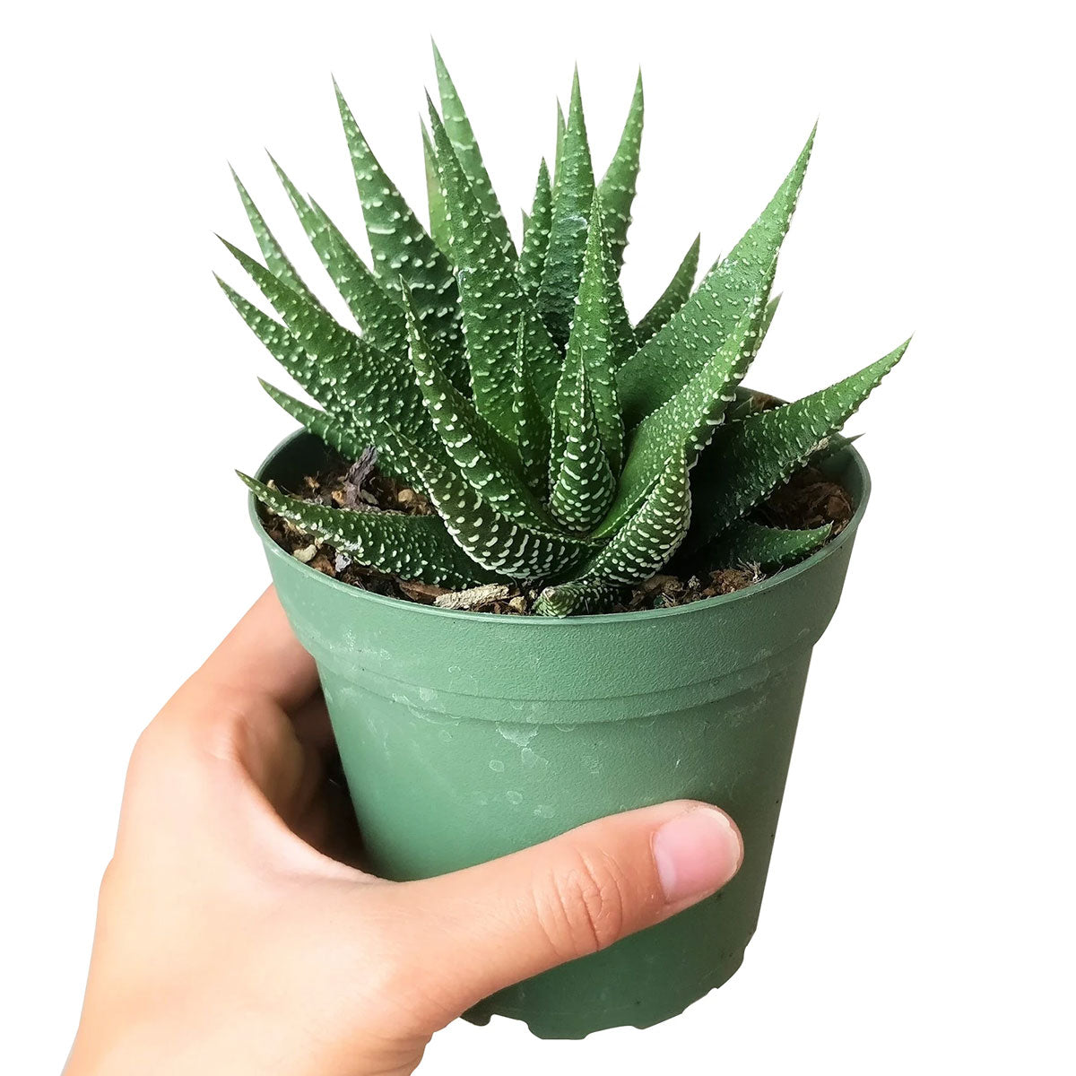 Haworthia Zebra Plant