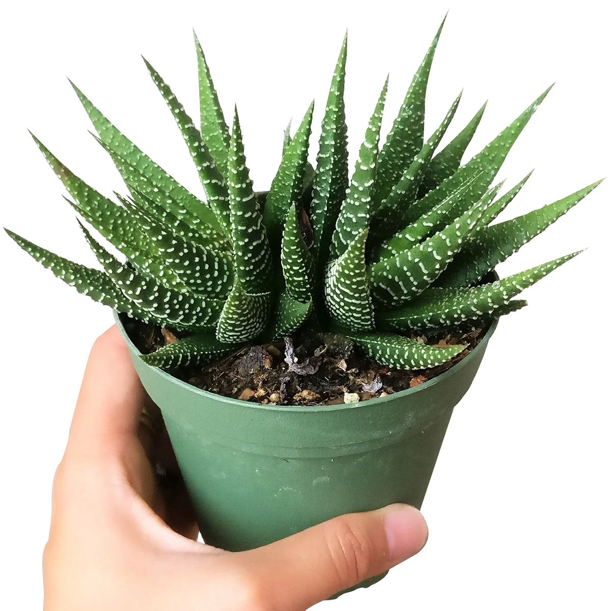 Haworthia Zebra Plant