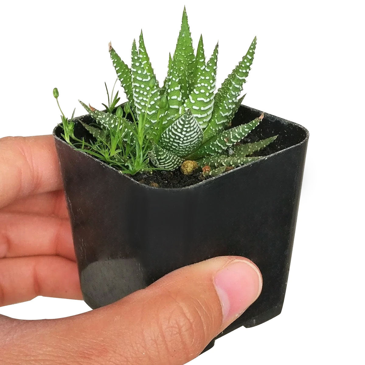 Haworthia Zebra Plant