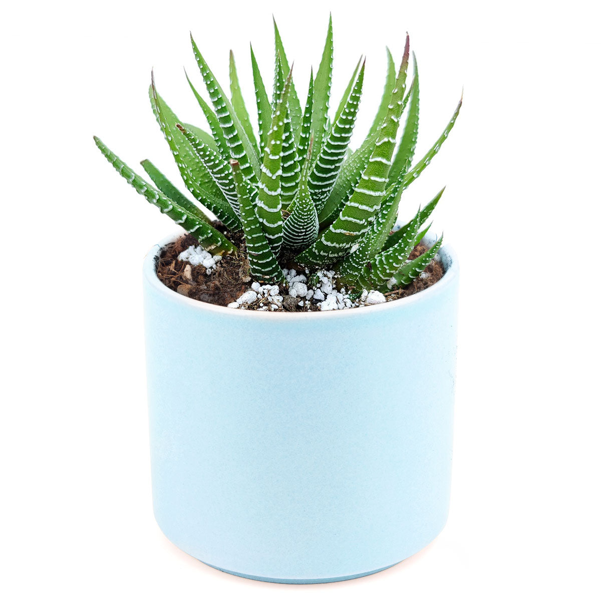 large zebra succulent Haworthia Zebra Plant