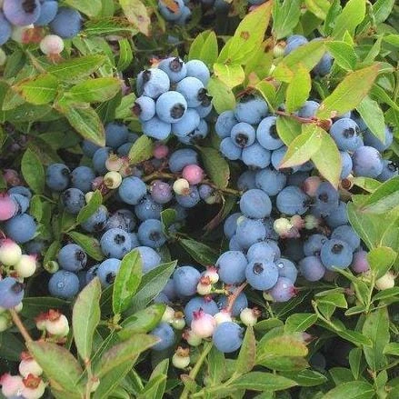 Blueberry Rabbiteye 'Premier'