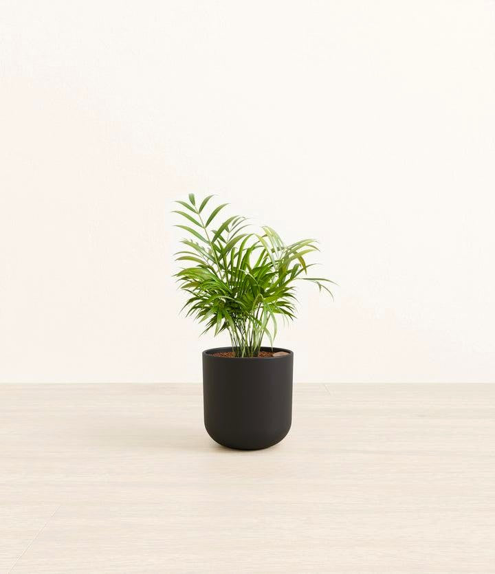Parlor Palm