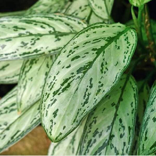 Aglaonema Queen | Chinese Evergreen | Low Maintenance House Plant in 6" pot