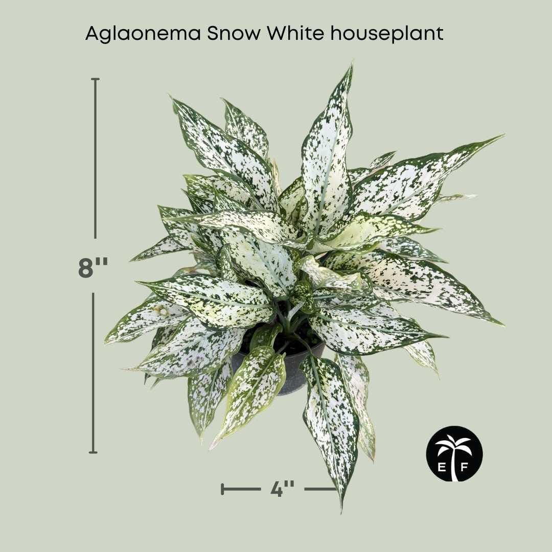 Aglaonema Snow White Houseplant Elegant and Low Maintenance 6" Container