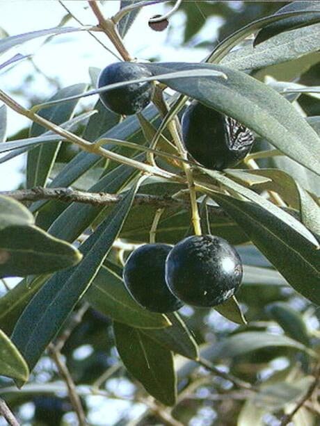 Coratina Olive Tree, Semi-Dwarf
