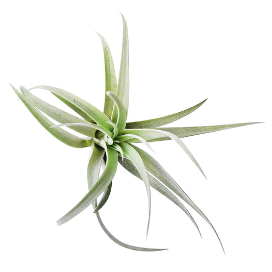 Tillandsia Harrisii