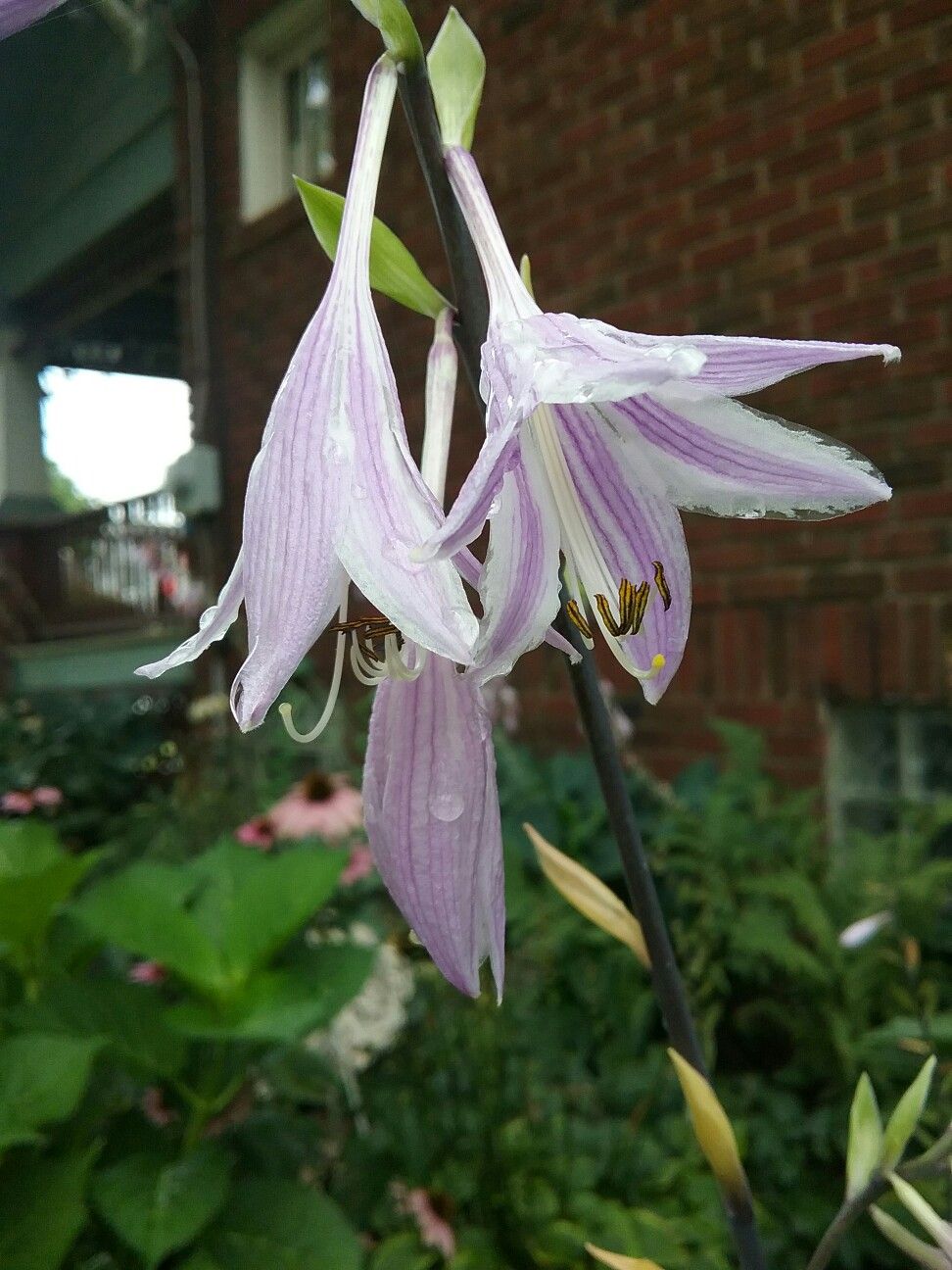 Hosta 'Curly Fries'