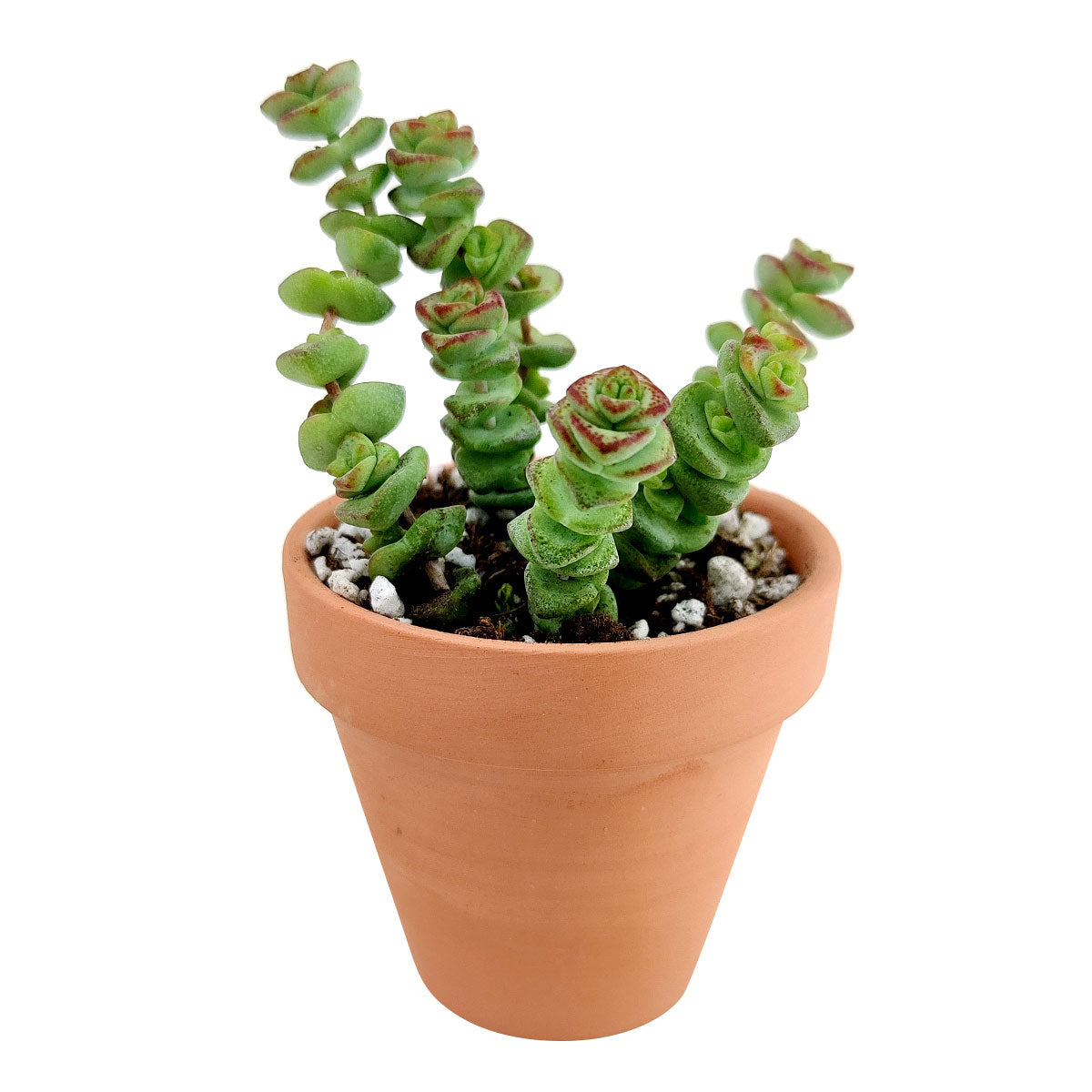 Crassula Baby Necklace