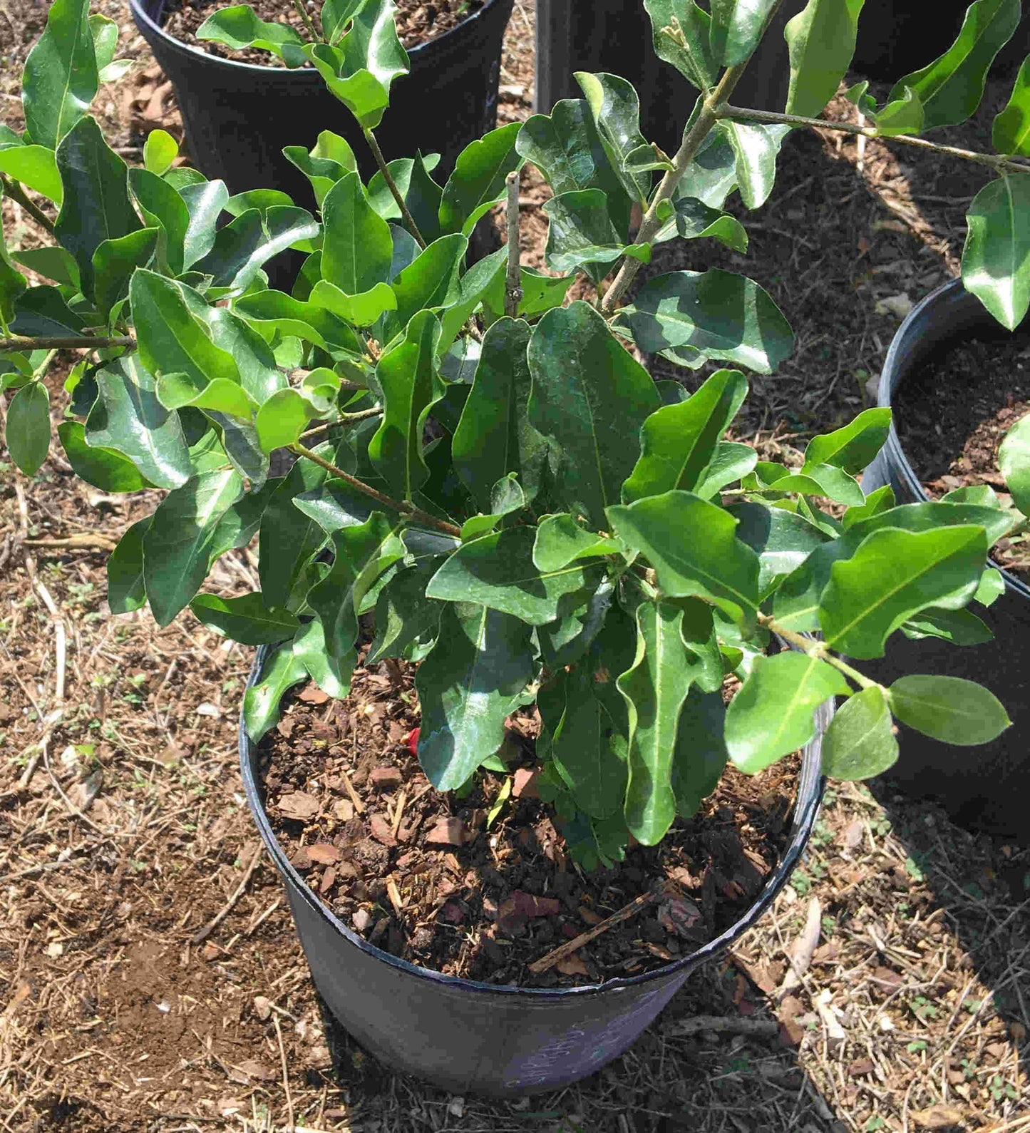 Barbados Cherry, Acerola, Guyana Cherry Tree