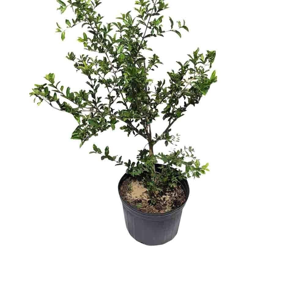 Barbados Cherry, Acerola, Guyana Cherry Tree