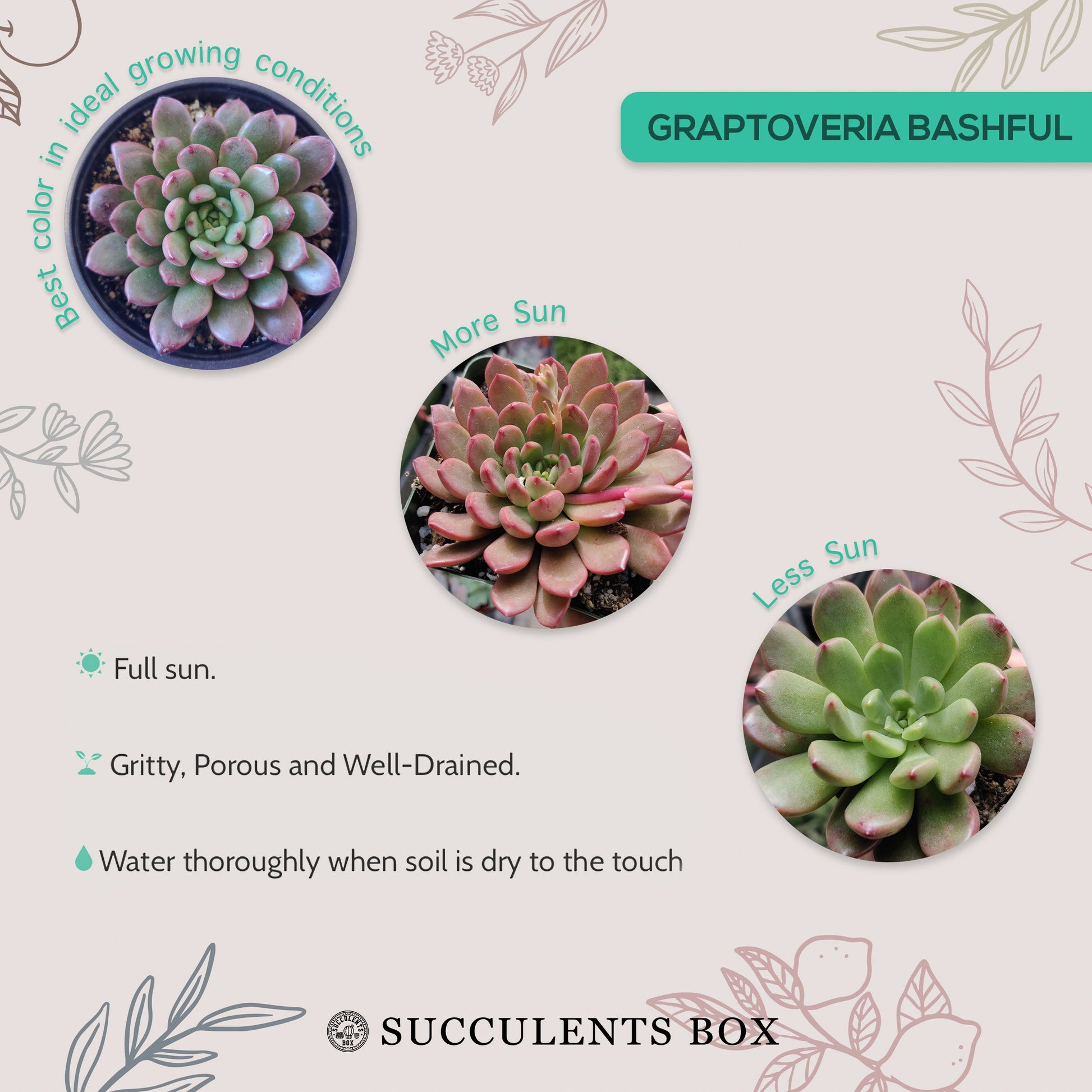 graptoveria bashful succulent Graptoveria Bashful Succulent