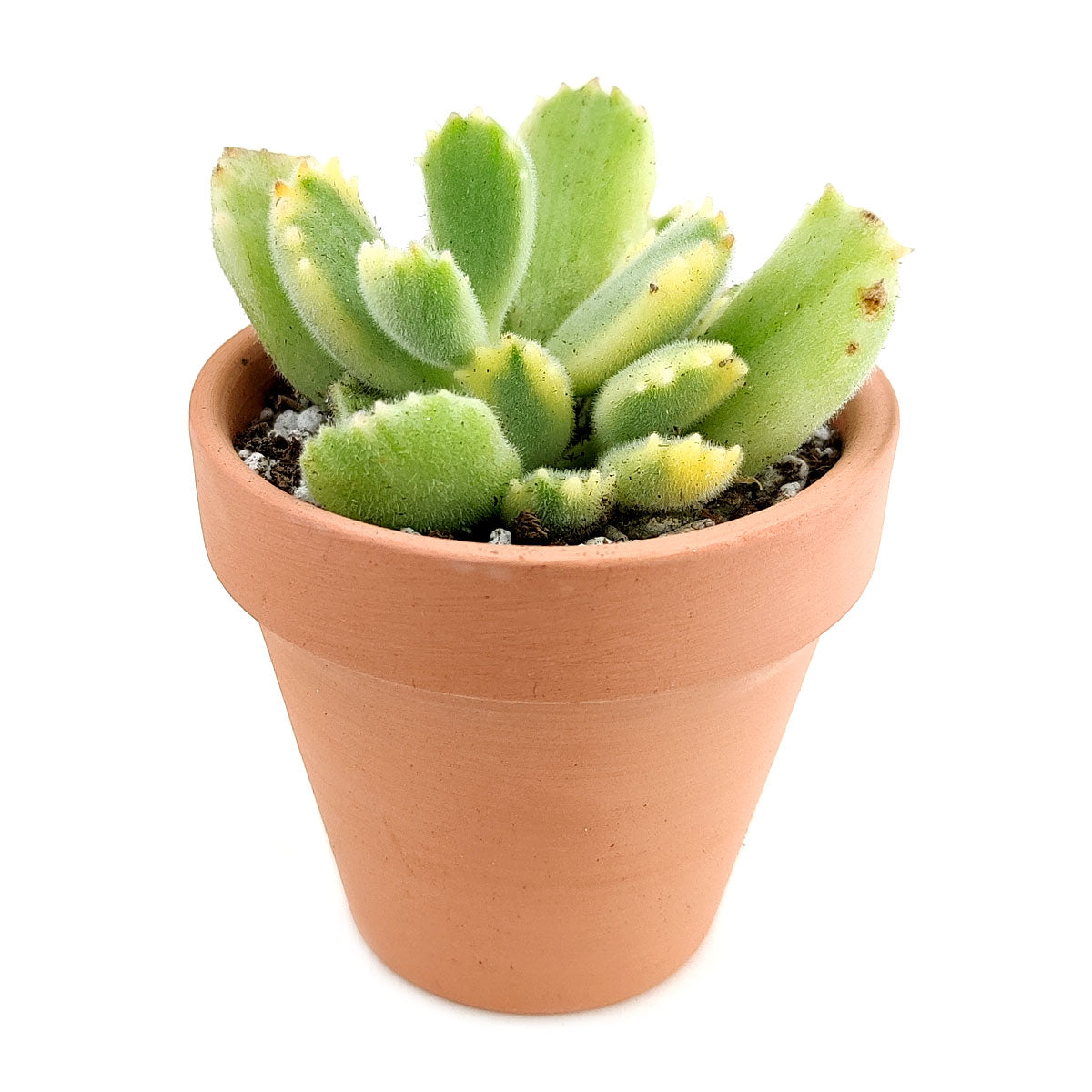 Cotyledon Tomentosa Bear Paw