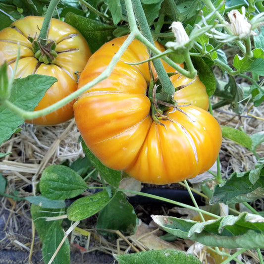 Big Rainbow Tomato Seeds (Organic)