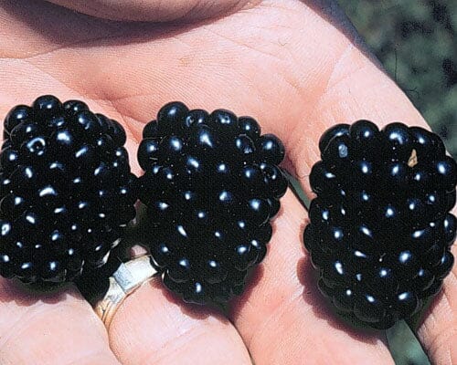 Apache Blackberry, Summer Bearing, Thornless, Plant