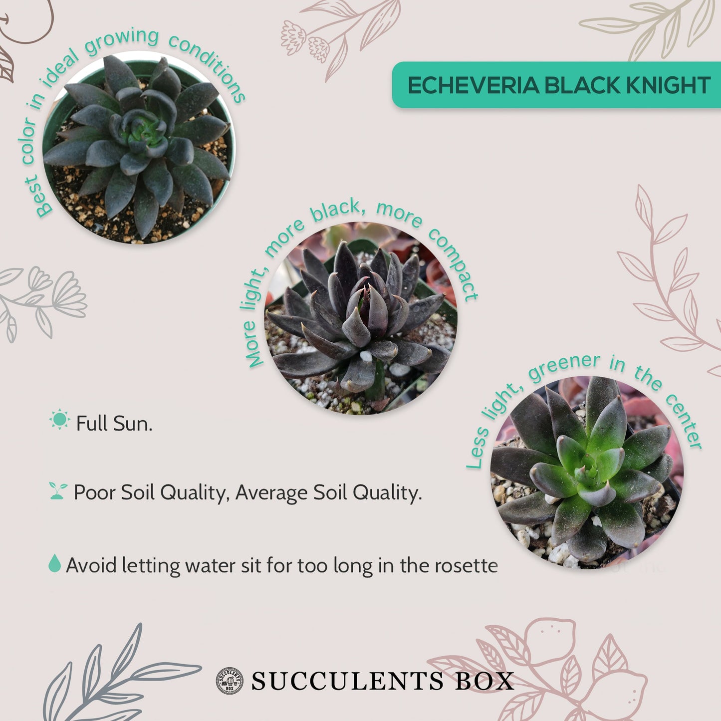 Echeveria Black Knight