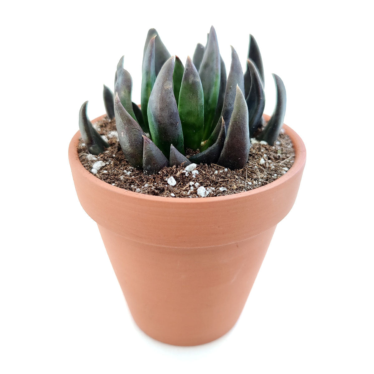 Echeveria Black Knight