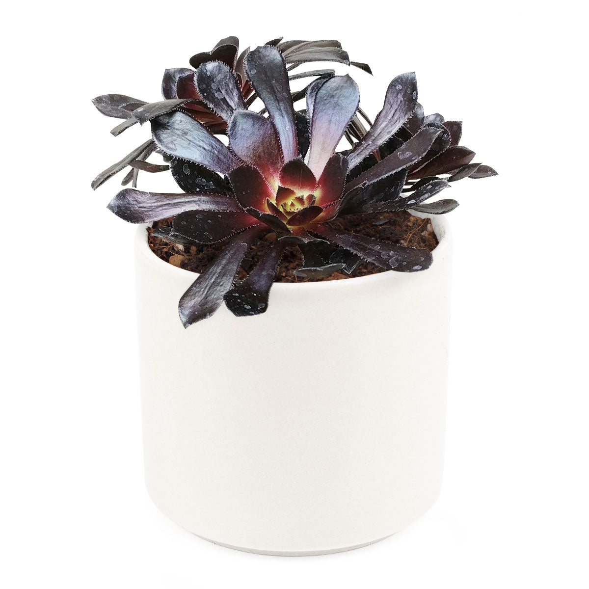 Aeonium Black Rose Zwartkop