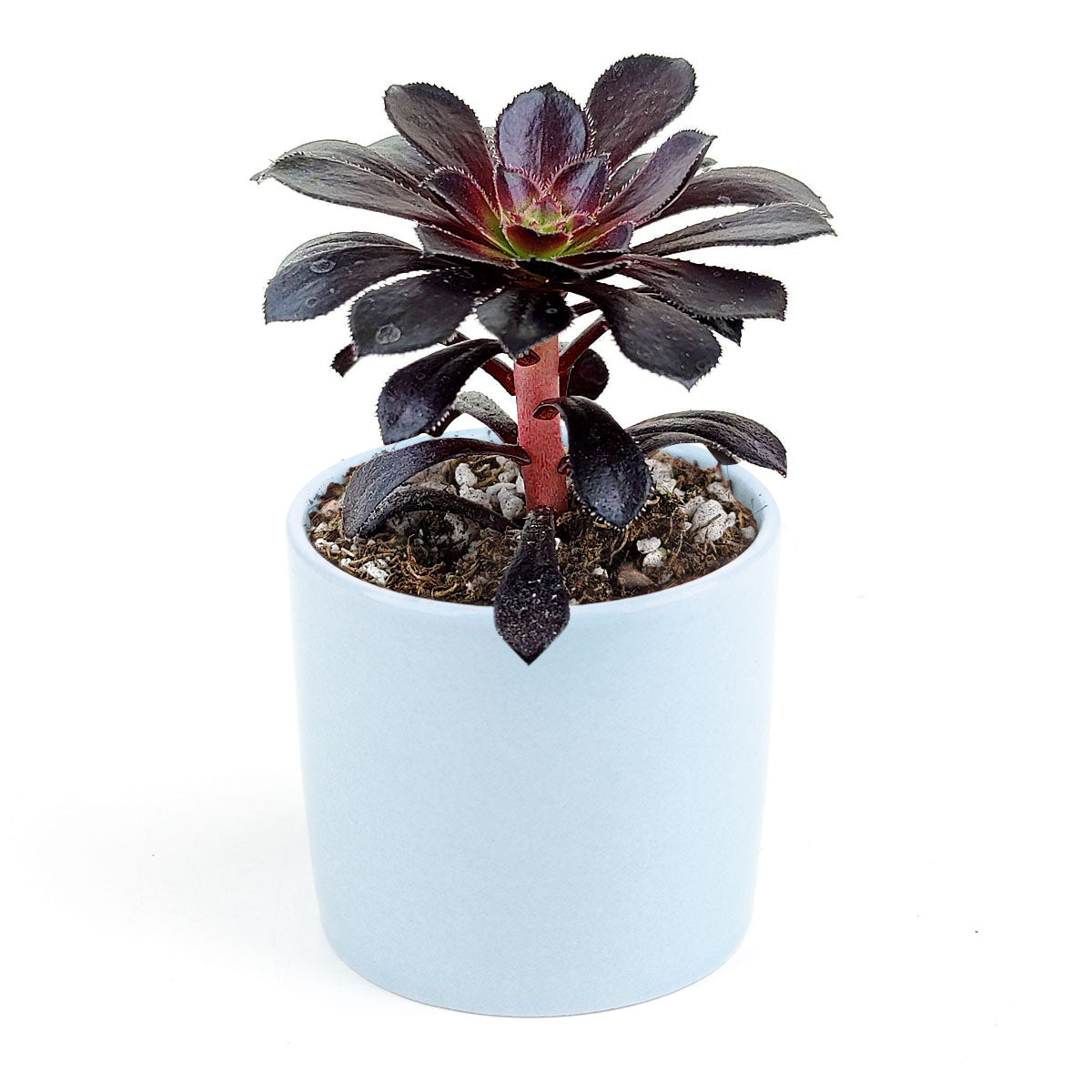 Aeonium Black Rose Zwartkop