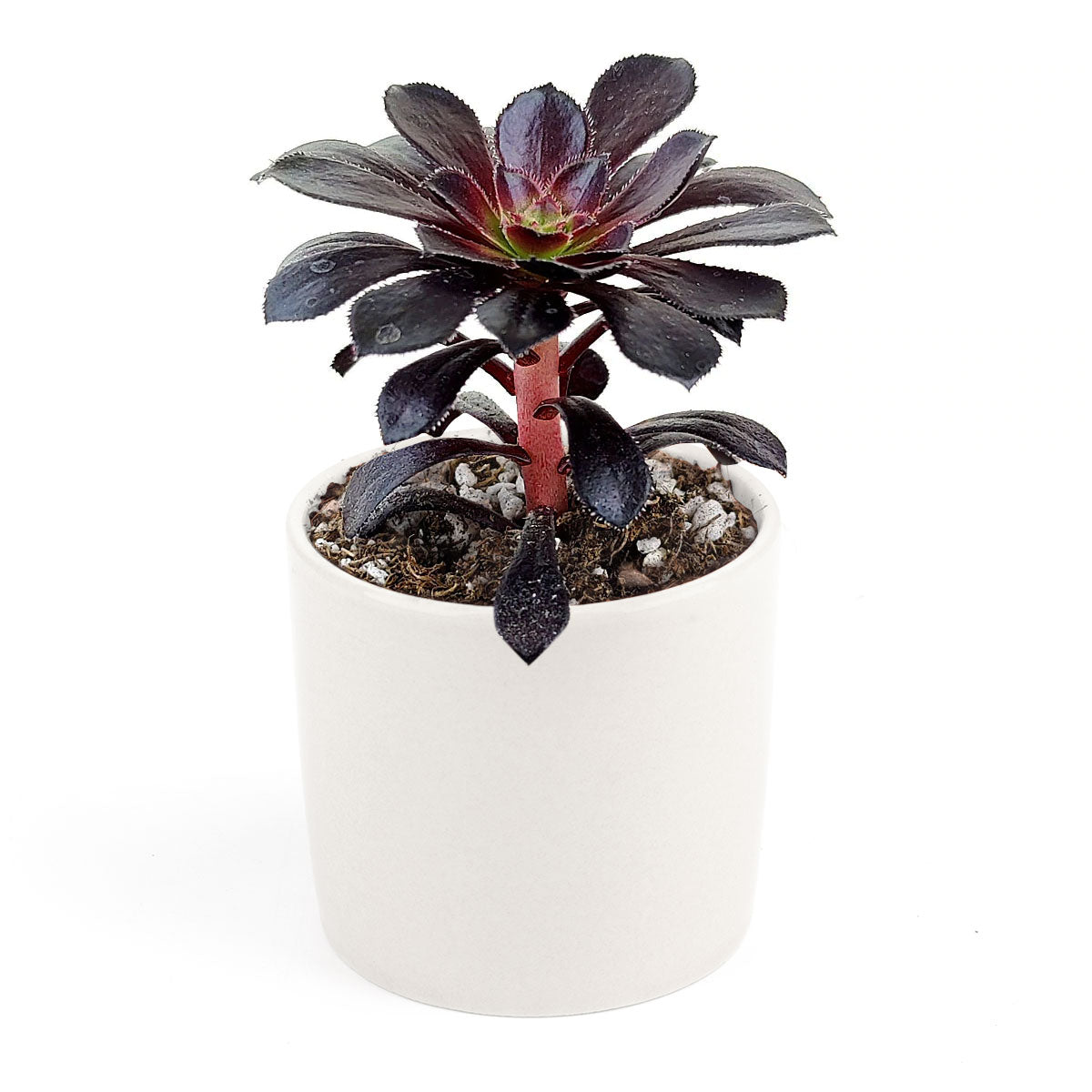 Aeonium Black Rose Zwartkop