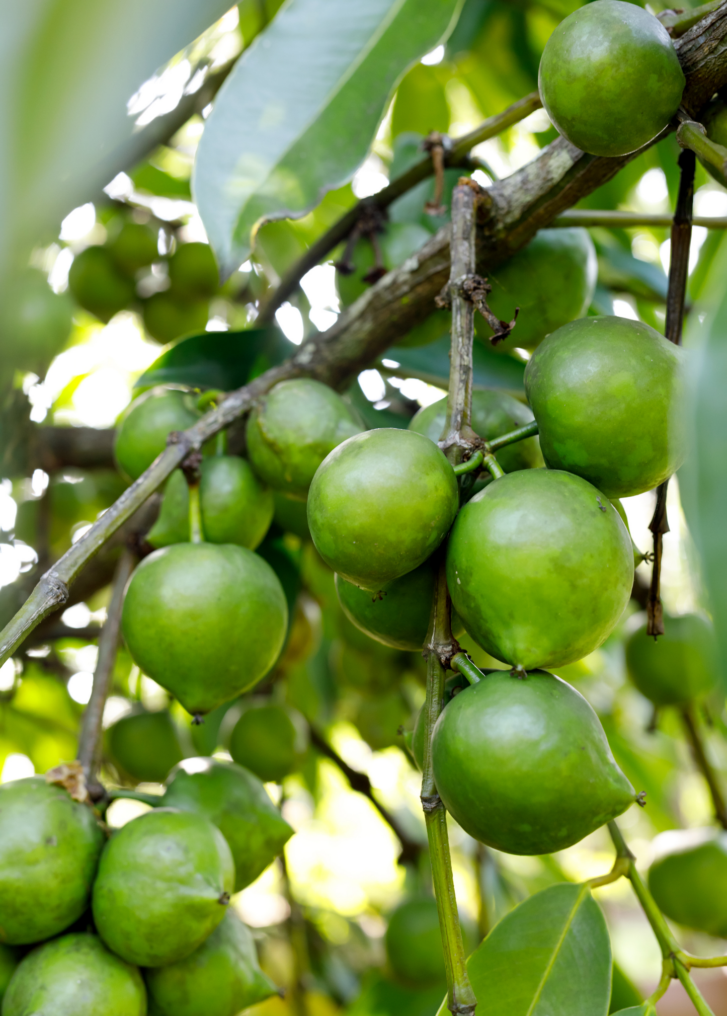 Black Sapote, Seedling (Diospyros nigra)