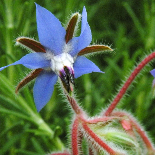 Borage Seeds (Organic)