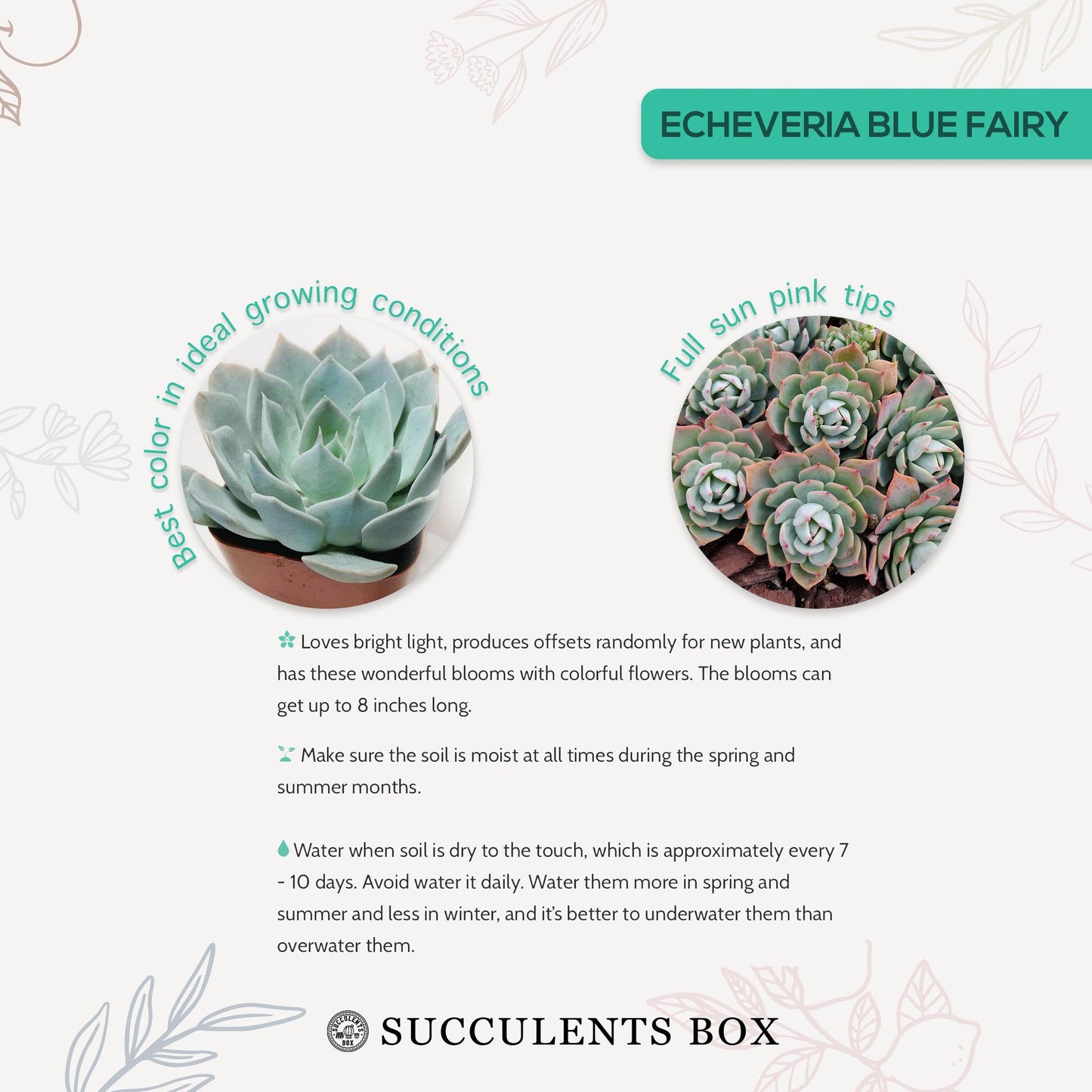 Echeveria Blue Fairy