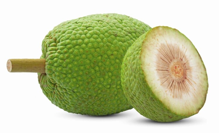 Breadfruit Tree, Air Layered