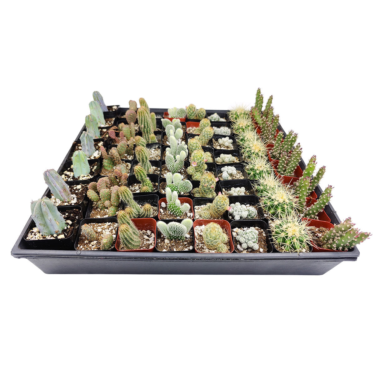 Cactus Wedding and Party Favors Tray