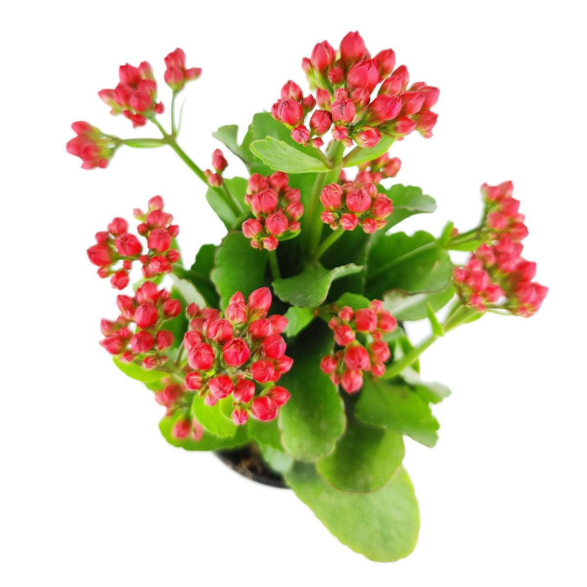 Kalanchoe blossfeldiana 'Calandiva Red'