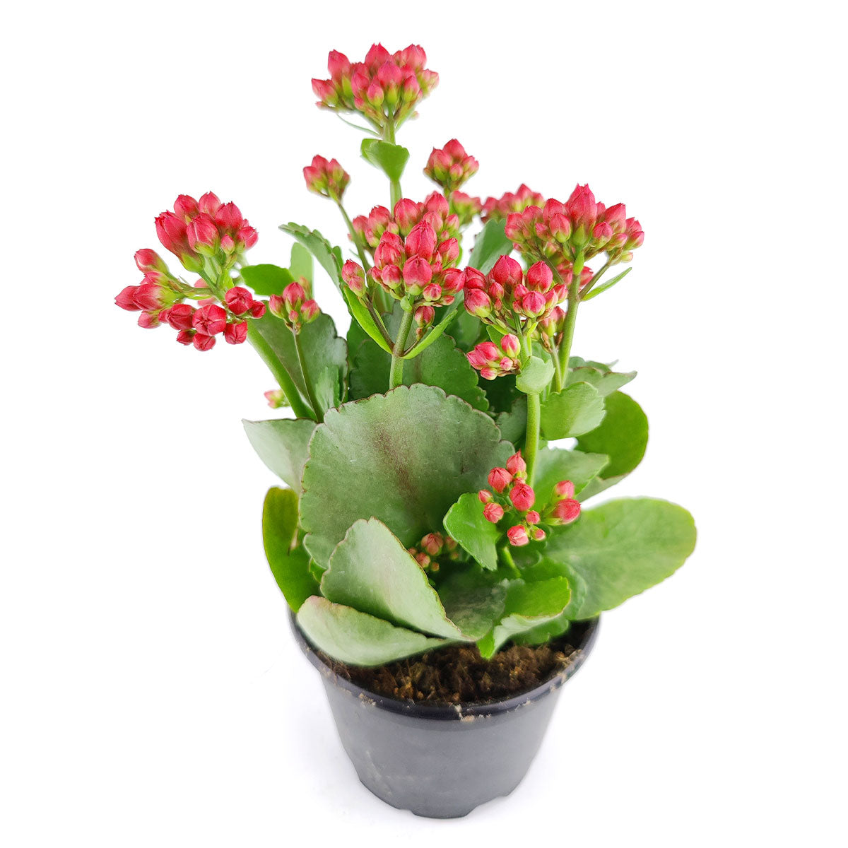 Kalanchoe blossfeldiana 'Calandiva Red'