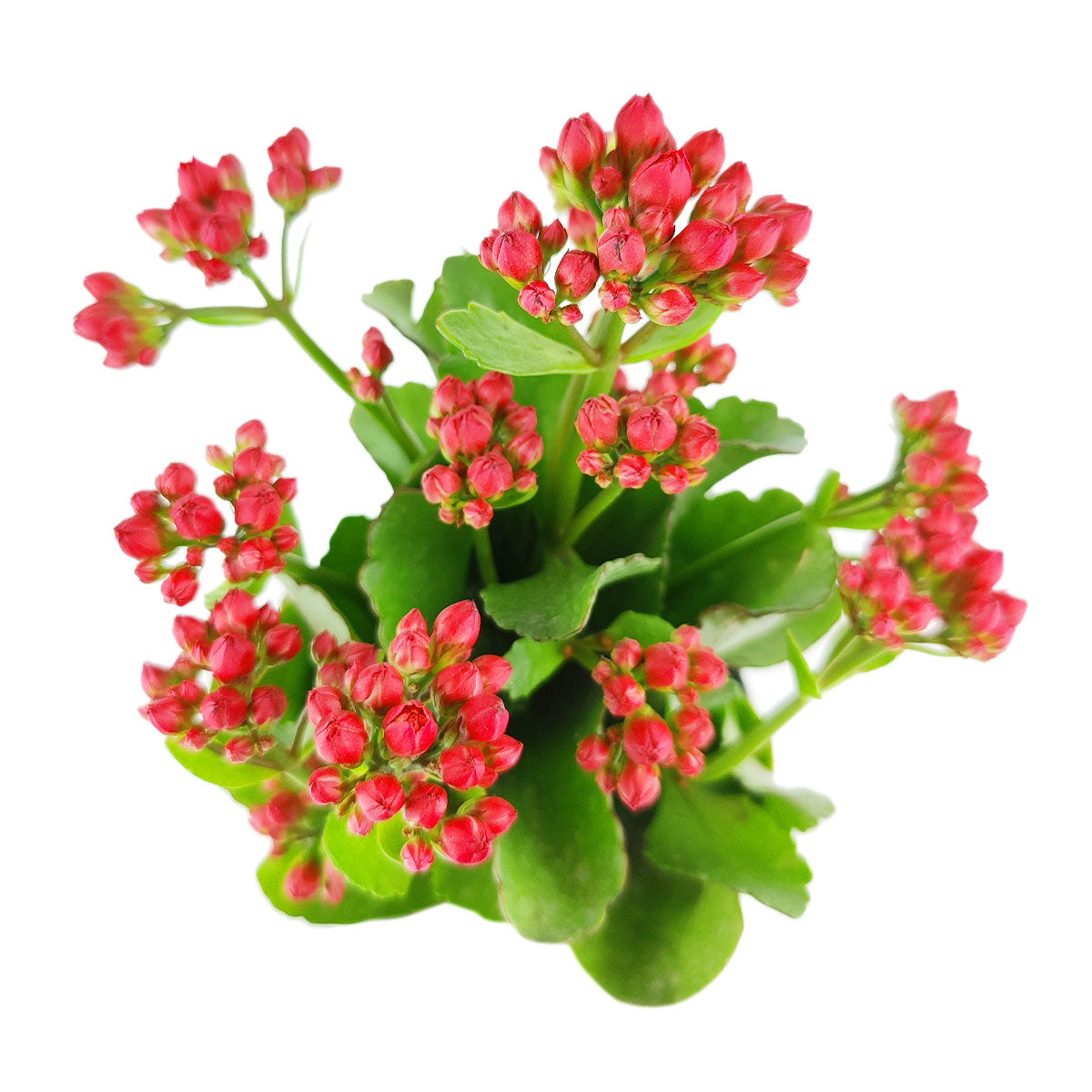 Kalanchoe blossfeldiana 'Calandiva Red'